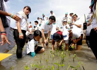 Aktivis Alam Ajak Generasi Muda Peduli Pesisir Pantai Pulau Panggang Mangrove